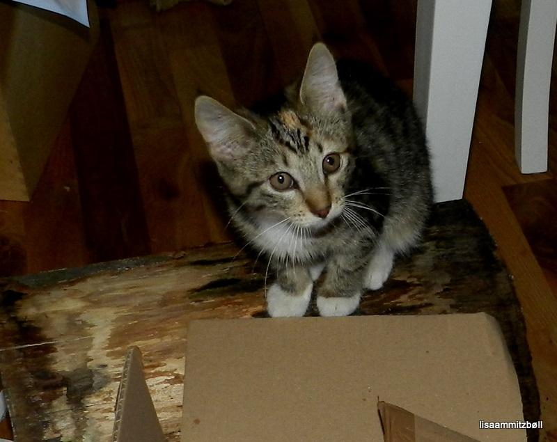 Blanding af racer Pi - en lille bitte Pi på en stor træstamme billede 17