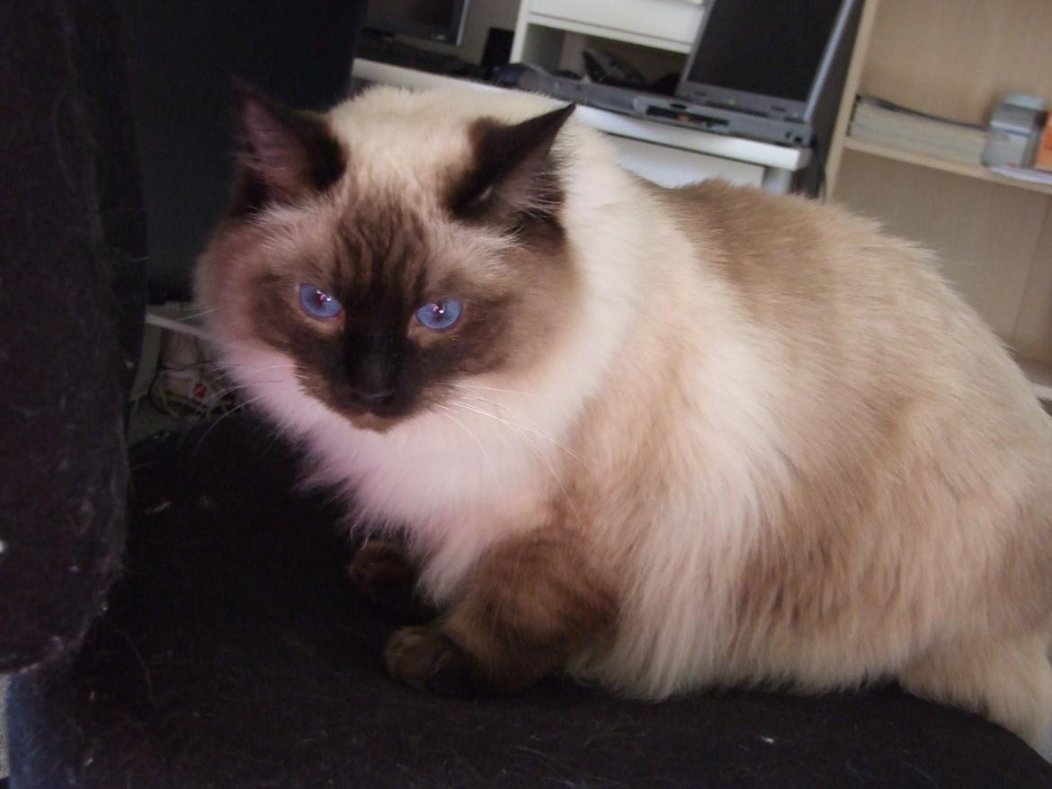 Ragdoll DK Vandoll Incredible Isak/ LEO billede 2