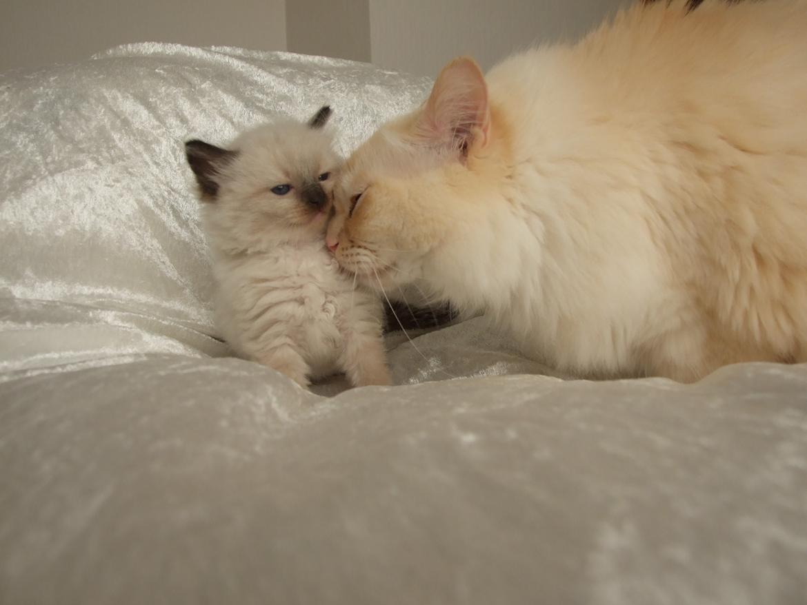 Ragdoll DK Vandoll Incredible Isak/ LEO billede 3