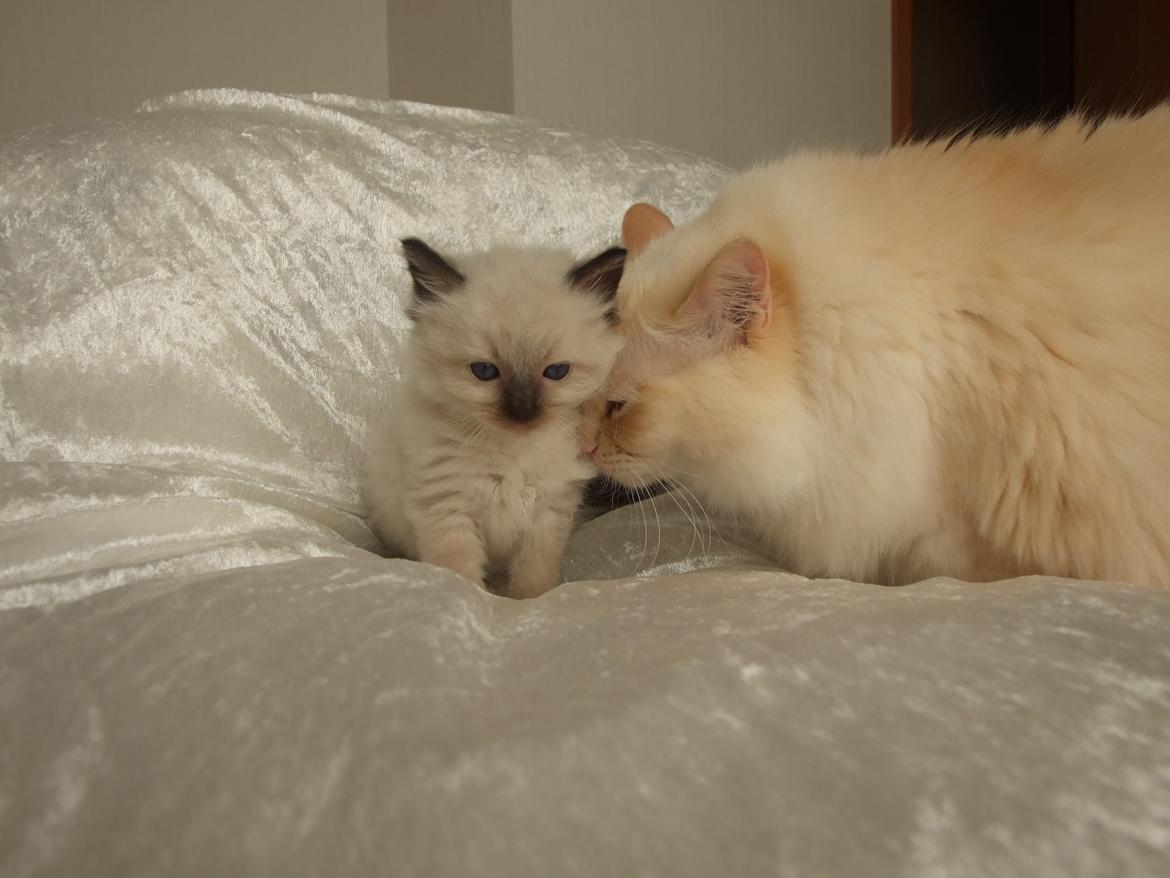 Ragdoll DK Vandoll Incredible Isak/ LEO billede 4