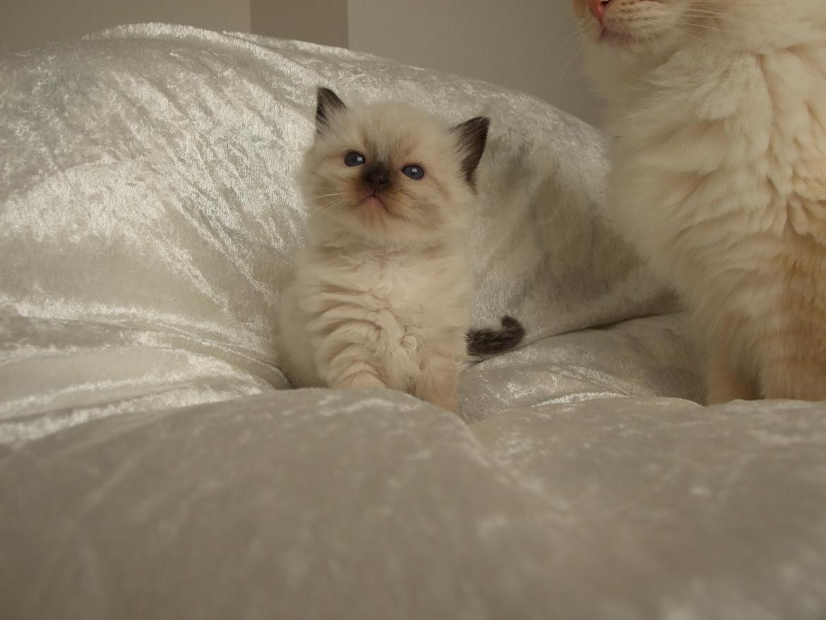 Ragdoll DK Vandoll Incredible Isak/ LEO billede 5