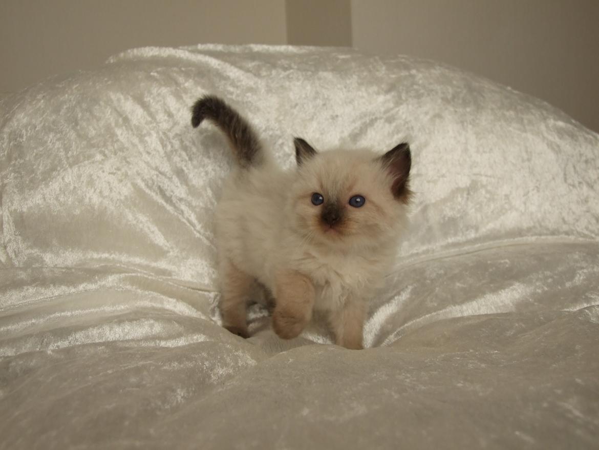 Ragdoll DK Vandoll Incredible Isak/ LEO billede 6