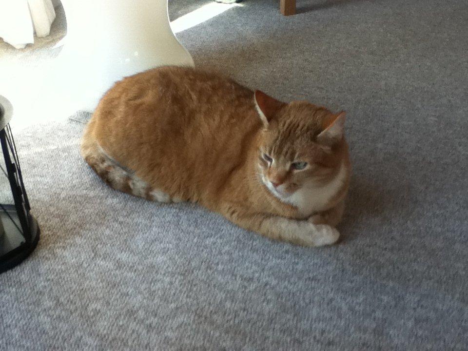 Huskat Simba :) - Simba ligger på sin stam-plads, ved havedøren i stuen :) billede 1