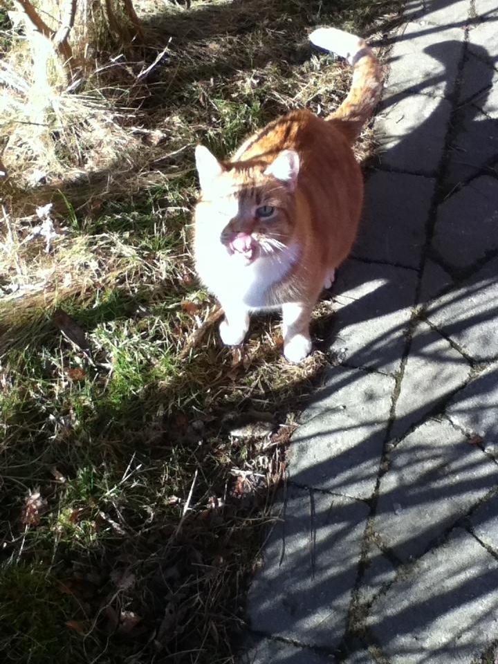 Huskat Simba :) - Simba har været dygtig og fanget en mus :) billede 2