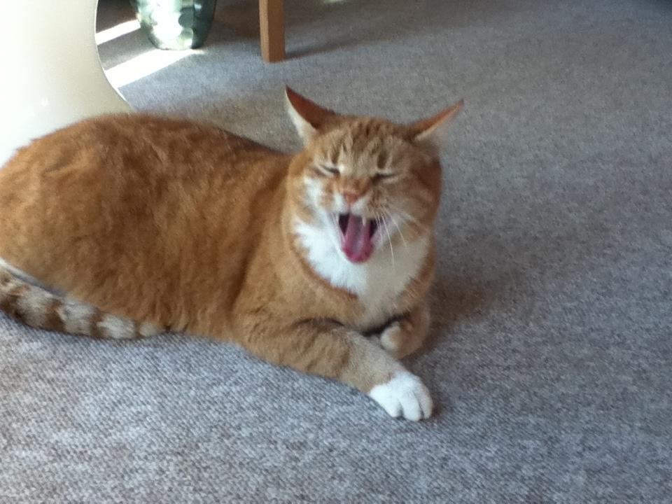 Huskat Simba :) - *Gaaaaaab*

Simba fanger på et godt tidspunkt :) billede 3