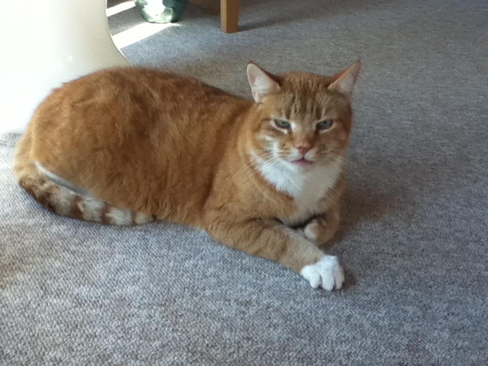 Huskat Simba :) - *Spinde Spinde* :D billede 4