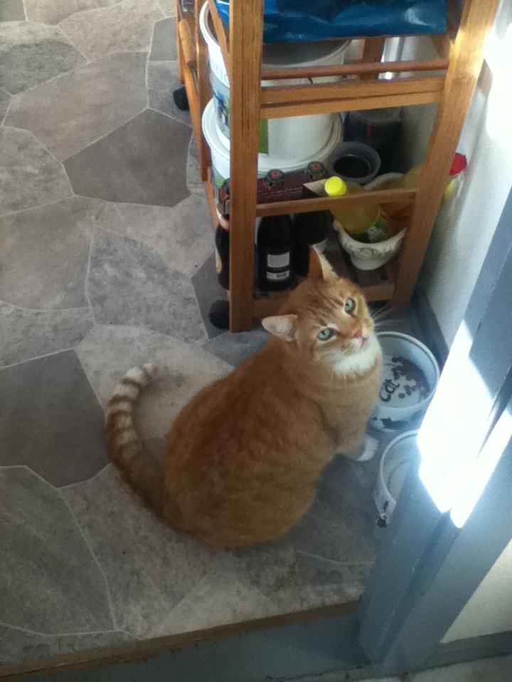 Huskat Simba :) - ''Hvorfor giver du mig ikke noget mere mad?'' Hæhæ :D billede 5