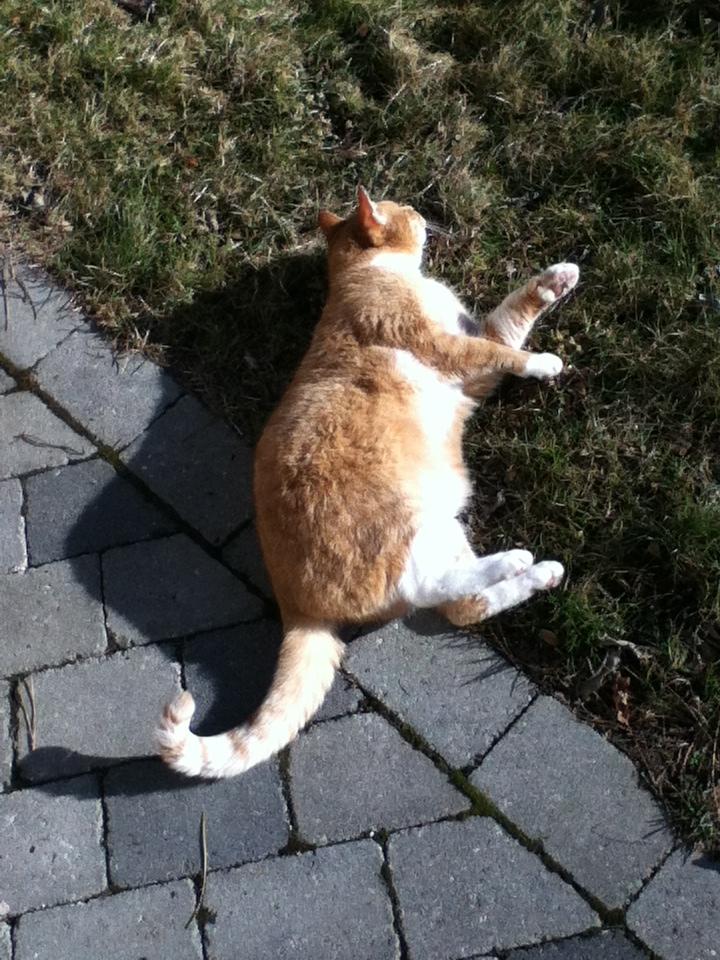 Huskat Simba :) - Simba i haven :) billede 6