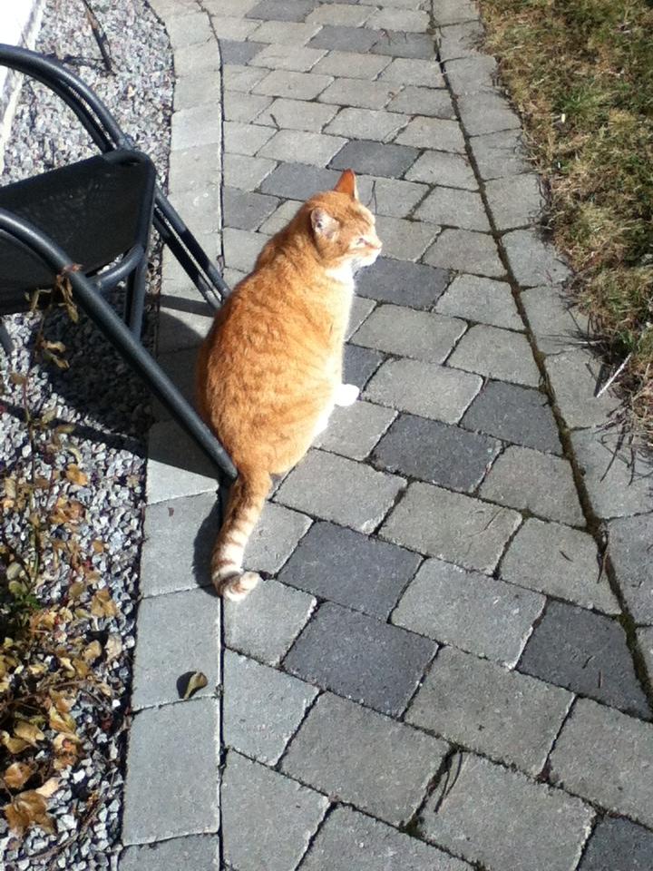 Huskat Simba :) - Vagt missen Simba :) billede 7