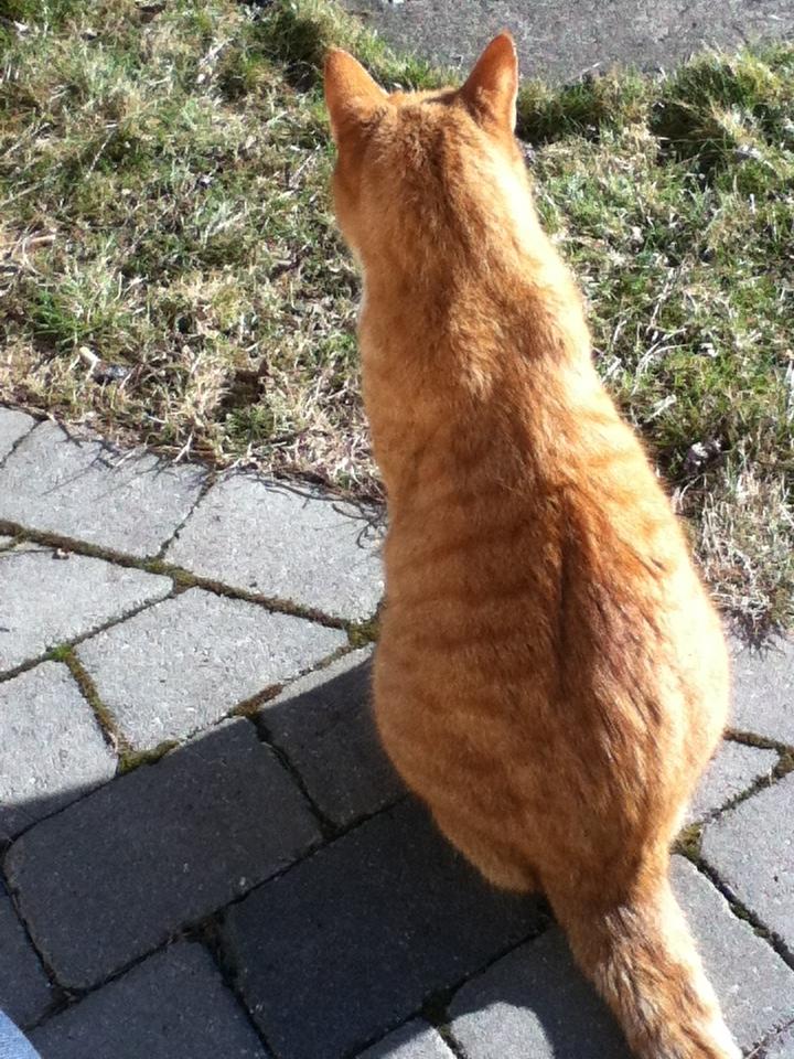 Huskat Simba :) - Simba sidder og holder øje med hundene ude på vejen :) billede 8