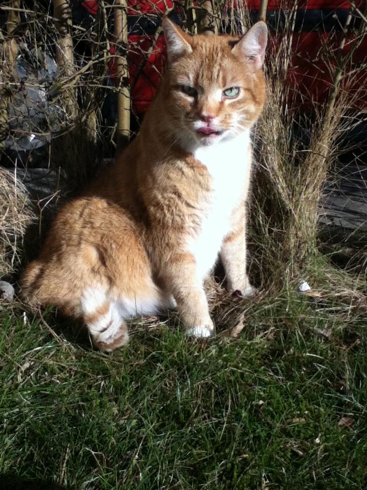 Huskat Simba :) - ''Jeg er da lige lidt for lækker!'' :) billede 9