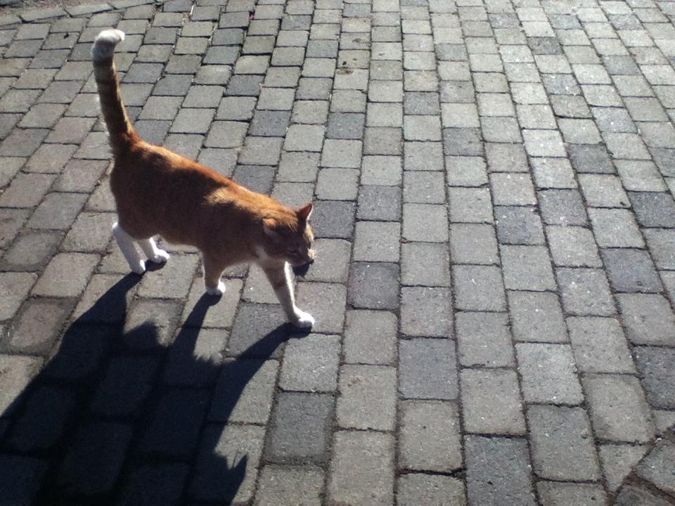 Huskat Simba :) - Simba ´kommer hjem med en mus i munden :) billede 10