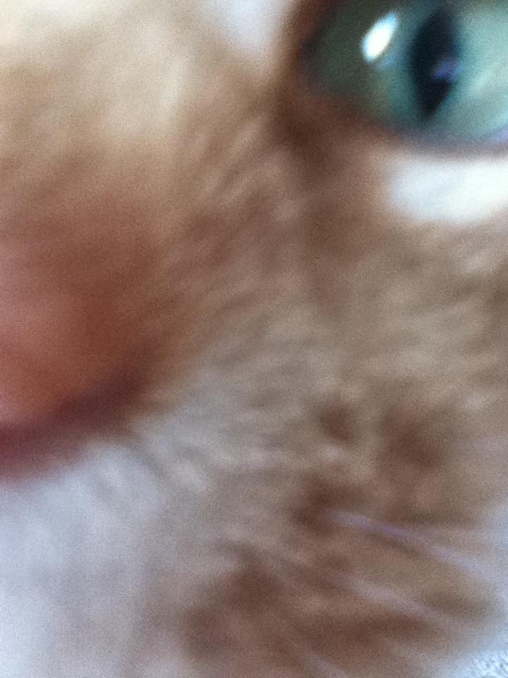 Huskat Simba :) - Simba blev lidt nærgående :) billede 11