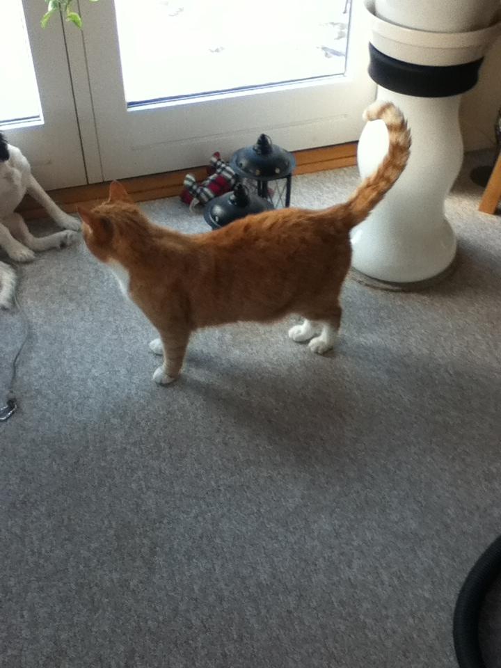 Huskat Simba :) - Simba glor lidt på Bella (min hund) :D billede 12