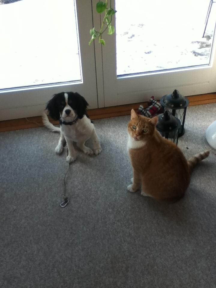 Huskat Simba :) - Nuuurh, Bella og SImba :B billede 13