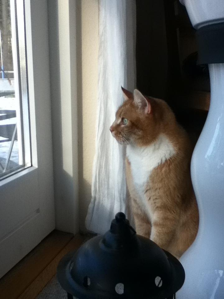 Huskat Simba :) - Simba sidder og holder vagt ved vinduet :) billede 14