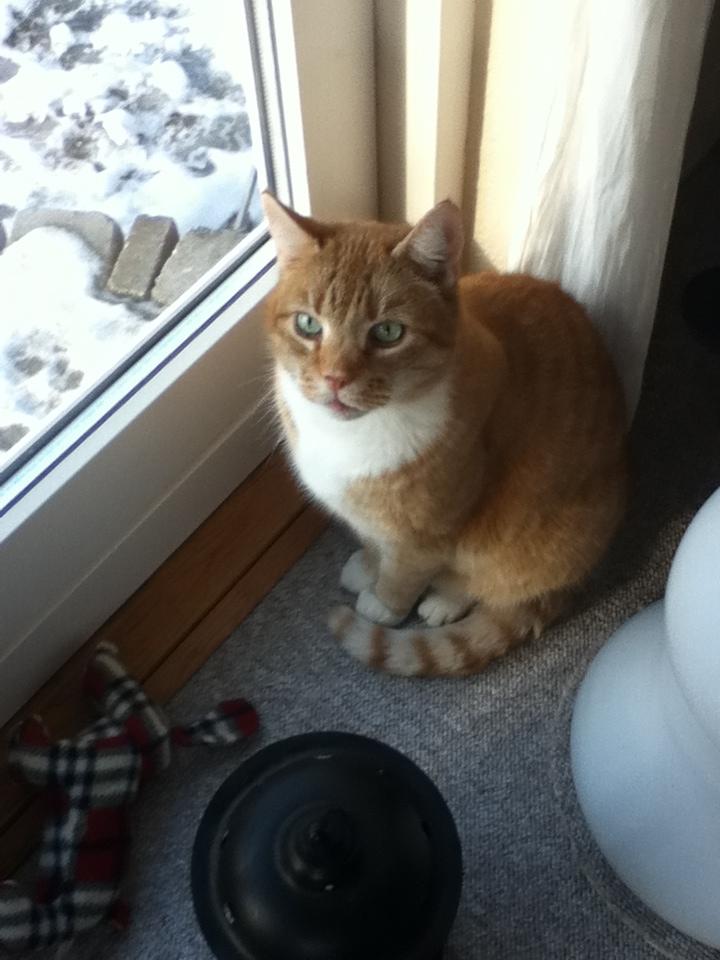 Huskat Simba :) - ''Hvad glor du på?'' :D billede 15