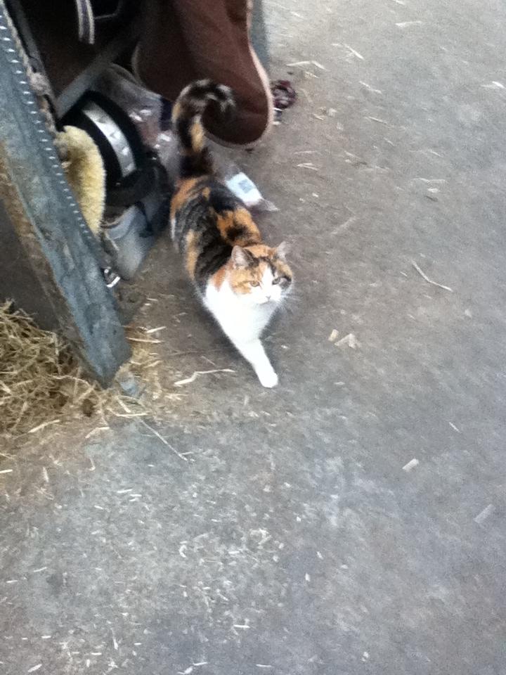 Huskat MisseMor [Staldkat] billede 2