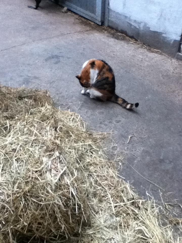 Huskat MisseMor [Staldkat] billede 3