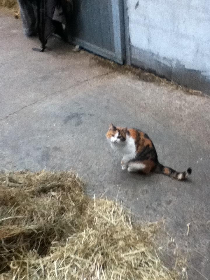 Huskat MisseMor [Staldkat] billede 4