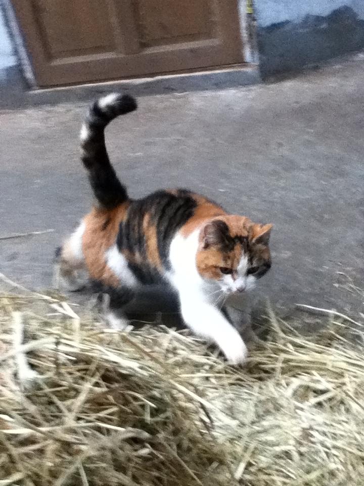 Huskat MisseMor [Staldkat] billede 5