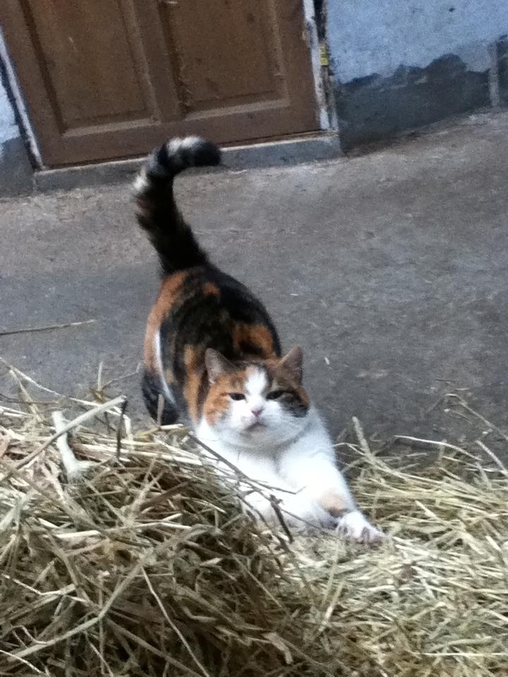 Huskat MisseMor [Staldkat] billede 6