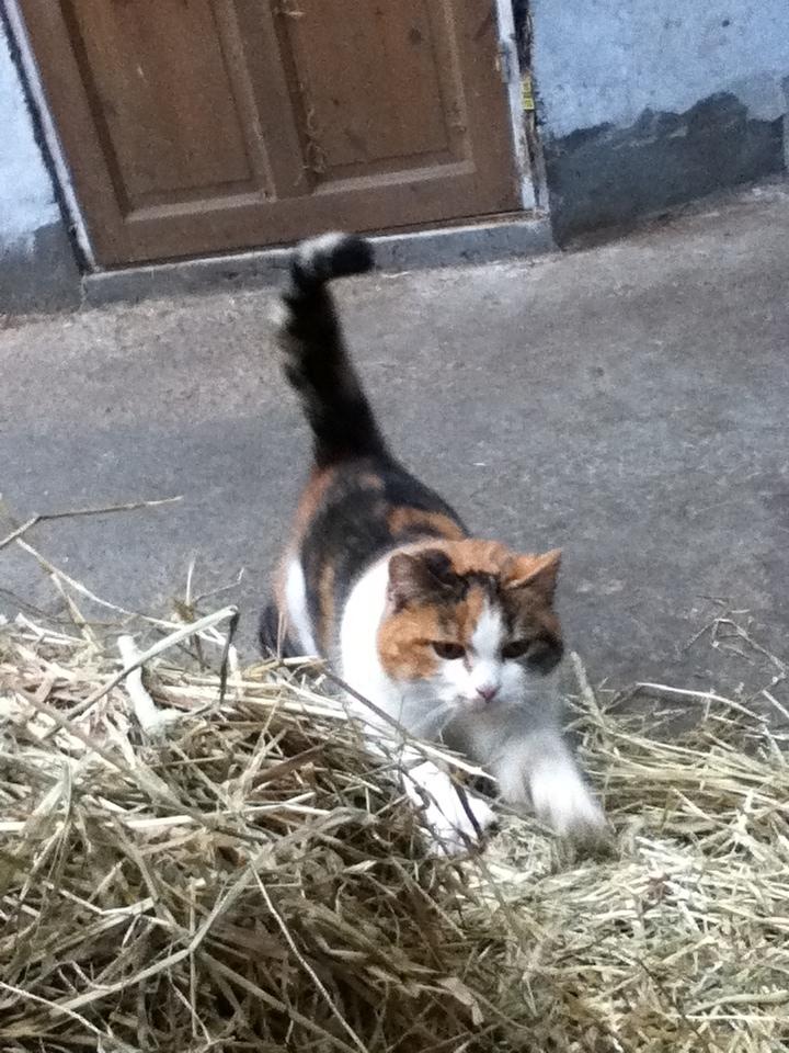 Huskat MisseMor [Staldkat] billede 7