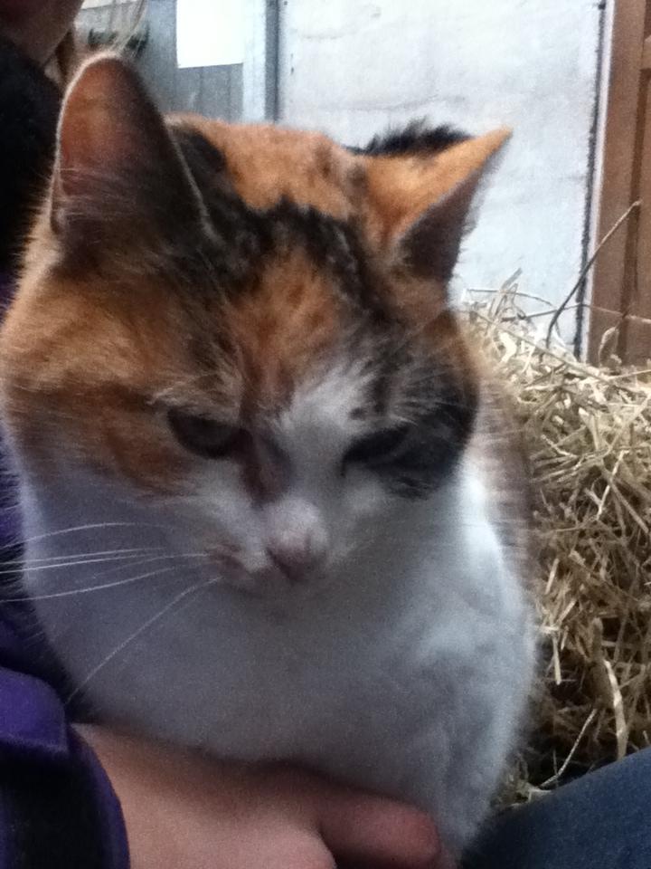 Huskat MisseMor [Staldkat] billede 8