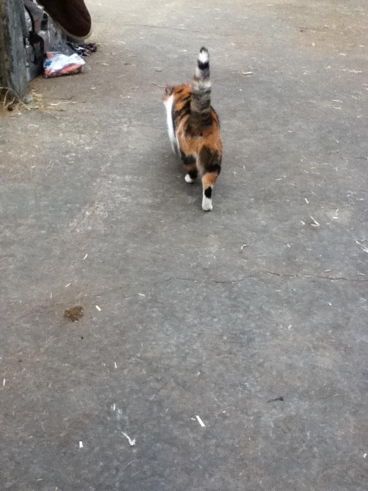 Huskat MisseMor [Staldkat] billede 9