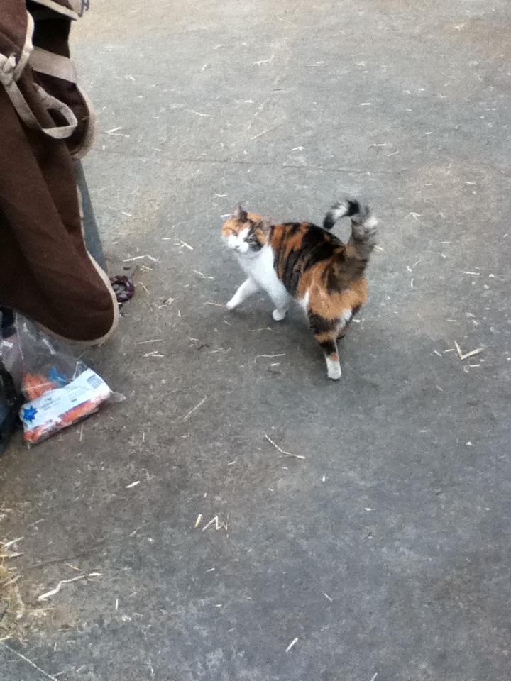 Huskat MisseMor [Staldkat] billede 10