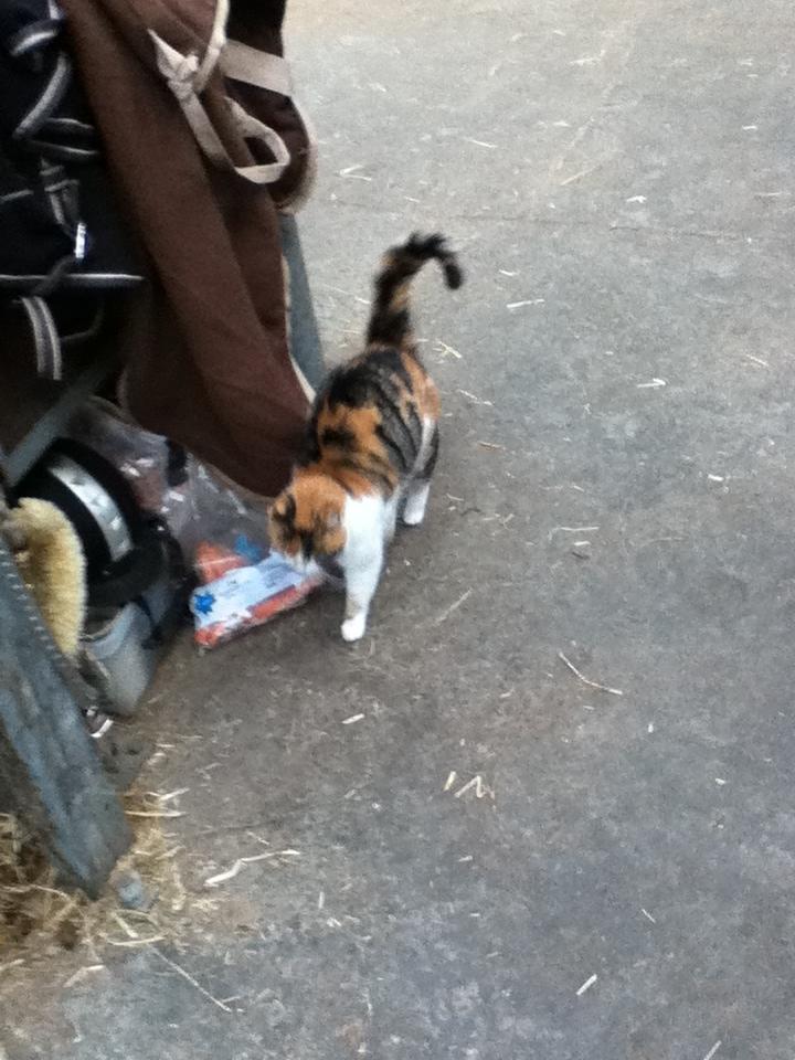 Huskat MisseMor [Staldkat] billede 11