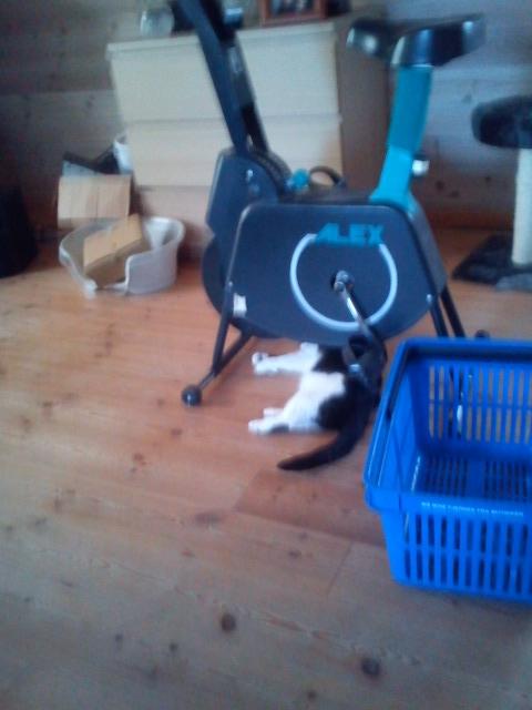 Huskat Tulle - Tulle som motionscykelmakaniker. Og den virker fint nu. hi hi billede 17