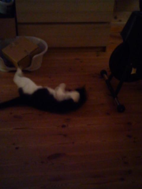 Huskat Tulle - haps.  billede 19