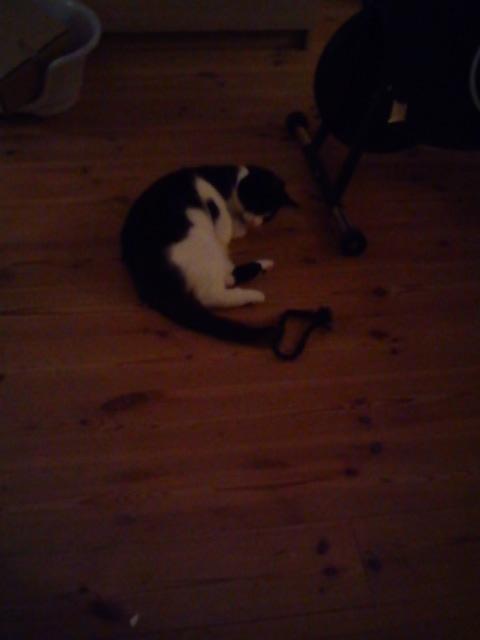 Huskat Tulle - Hun leger meget, og elsker at se hende hygge sig.  billede 20