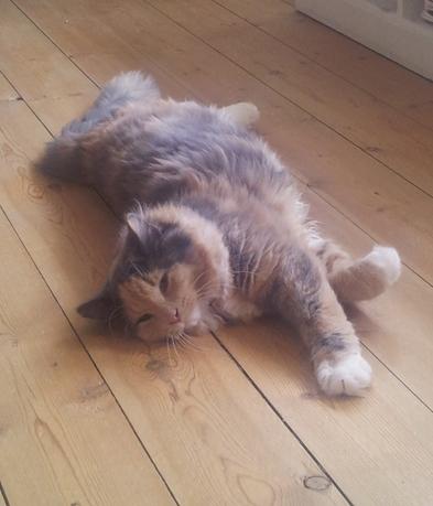 Blanding af racer Aya billede 3