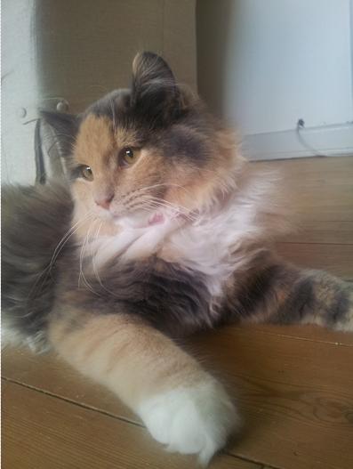 Blanding af racer Aya billede 4