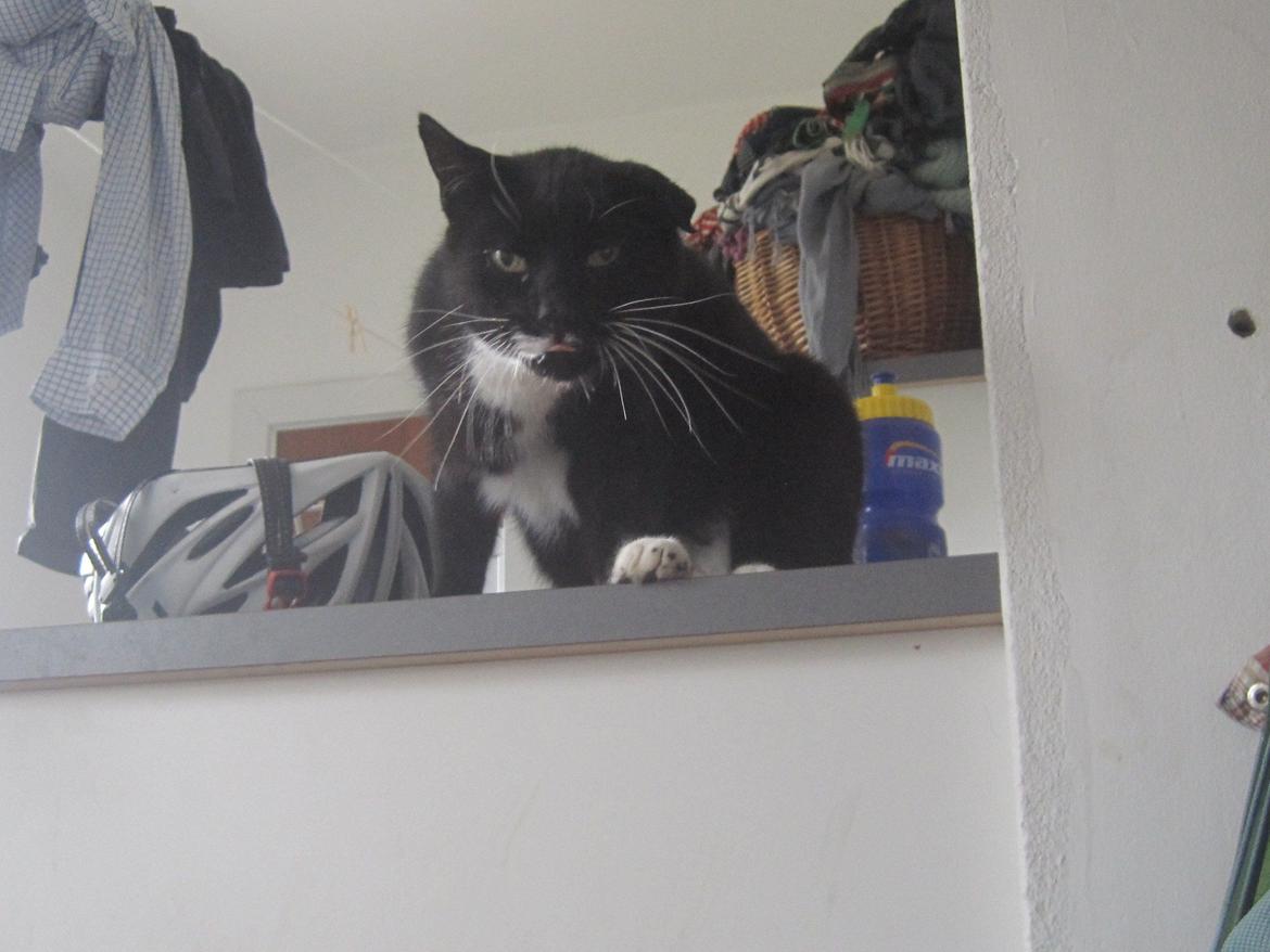 Huskat | Mosevangens Bichar {R.I.P 21/5-12} - # 2  Min lille frækkert! ♥
//Fotograf: Mig billede 2