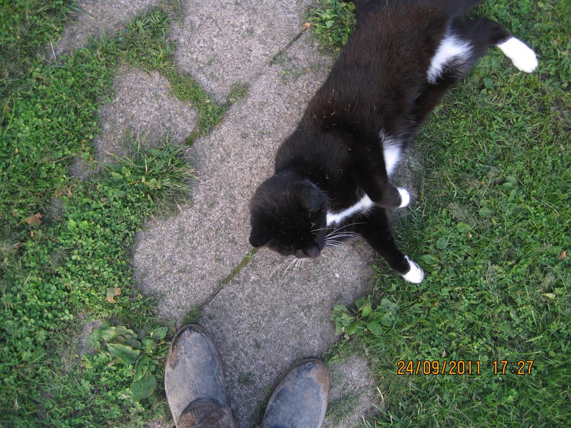 Huskat | Mosevangens Bichar {R.I.P 21/5-12} - #4   Er lige kommet hjem fra ridning, og straks smider han sig på jorden og vil nusses. ♥
//Fotograf: Mig billede 4