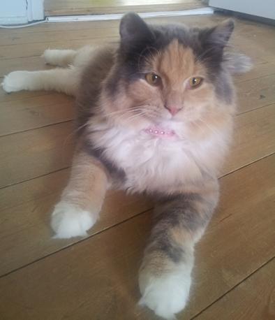 Blanding af racer Aya billede 5