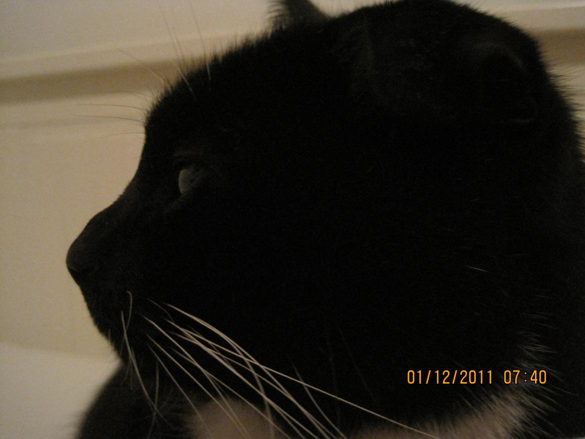 Huskat | Mosevangens Bichar {R.I.P 21/5-12} - #5   Dejlige mis, dog.
//Fotograf: Mig billede 5