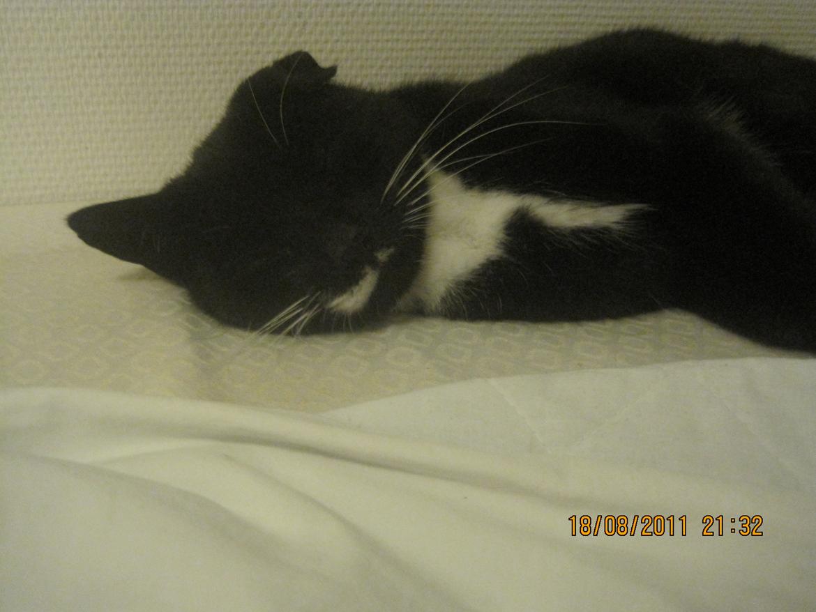 Huskat | Mosevangens Bichar {R.I.P 21/5-12} - #6   Bichar er gået fuldstændig kold på min seng efter en lang dag med børnefødselsdag, og mange mennesker i huset. ;-) <3
//Fotograf: Mig billede 6