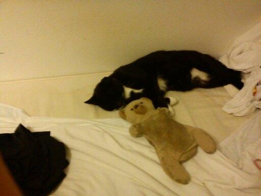 Huskat | Mosevangens Bichar {R.I.P 21/5-12} - #7  Endnu en gang er Bichar fuldstændig væk. Min egen sovetryne. ♥
//Fotograf: Mig billede 7