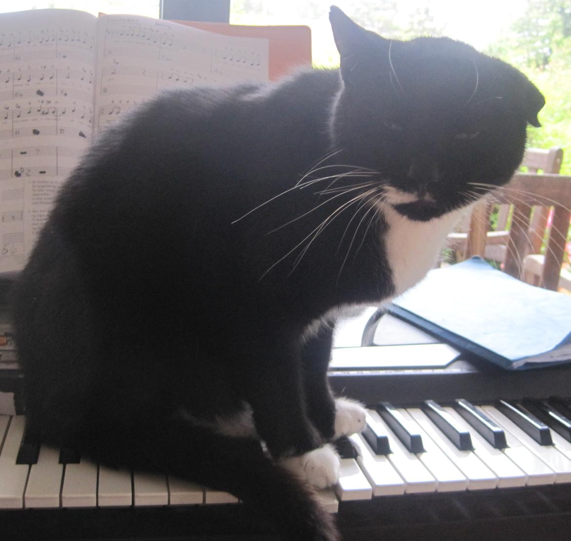 Huskat | Mosevangens Bichar {R.I.P 21/5-12} - #8  Ædedolken har placeret sin ende på min klaver, og nægter at flytte sig. Lige til et billede, hehe. ♥
//Fotograf: Mig billede 8