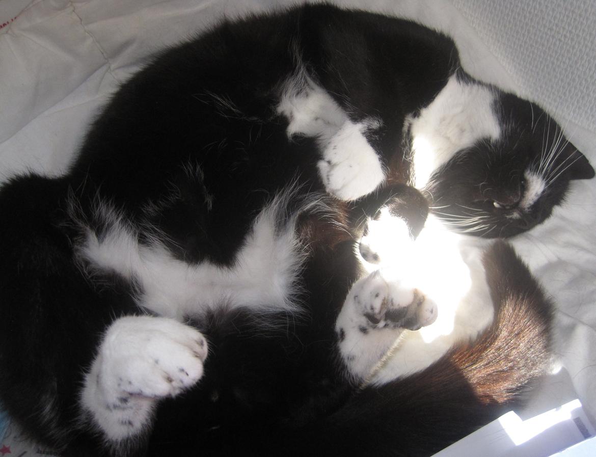 Huskat | Mosevangens Bichar {R.I.P 21/5-12} - # 3    Søvnig, som altid Vi tager en lur på sengen. (-: ♥
//Fotograf: Mig billede 3