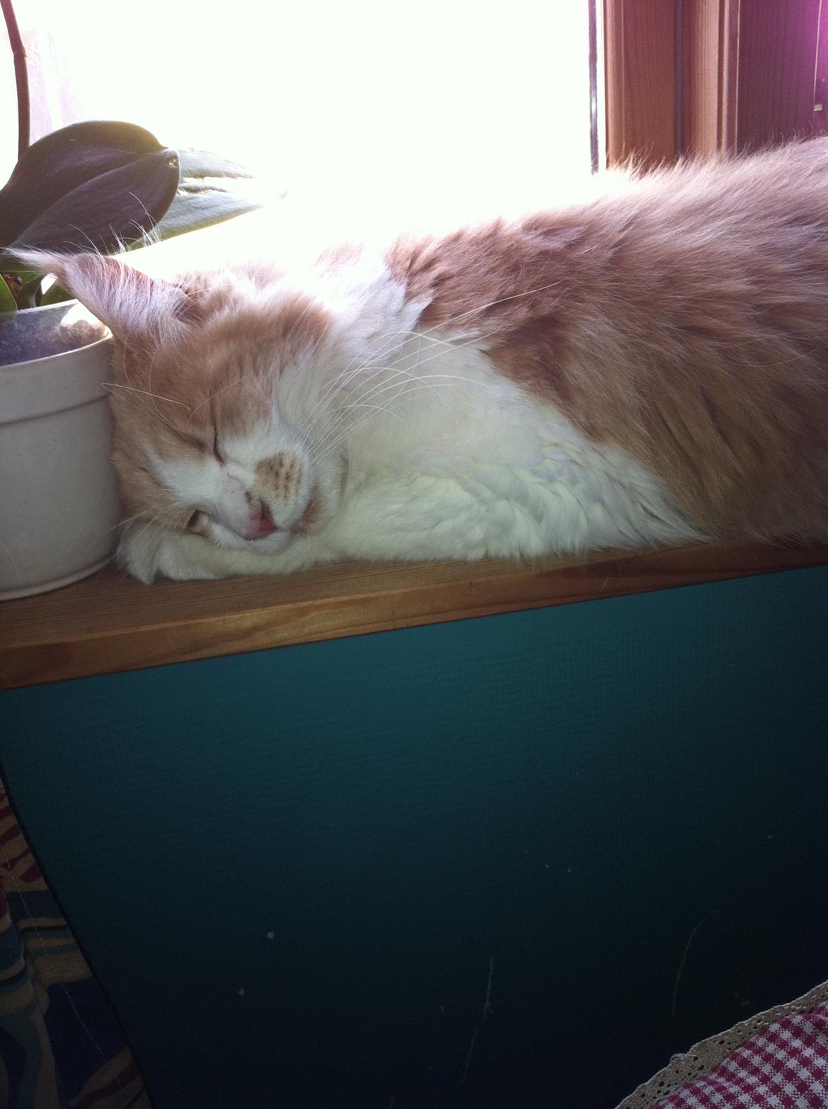 Maine Coon Laban - Tager en lur, hvilket jeg er utrolig god til! billede 3