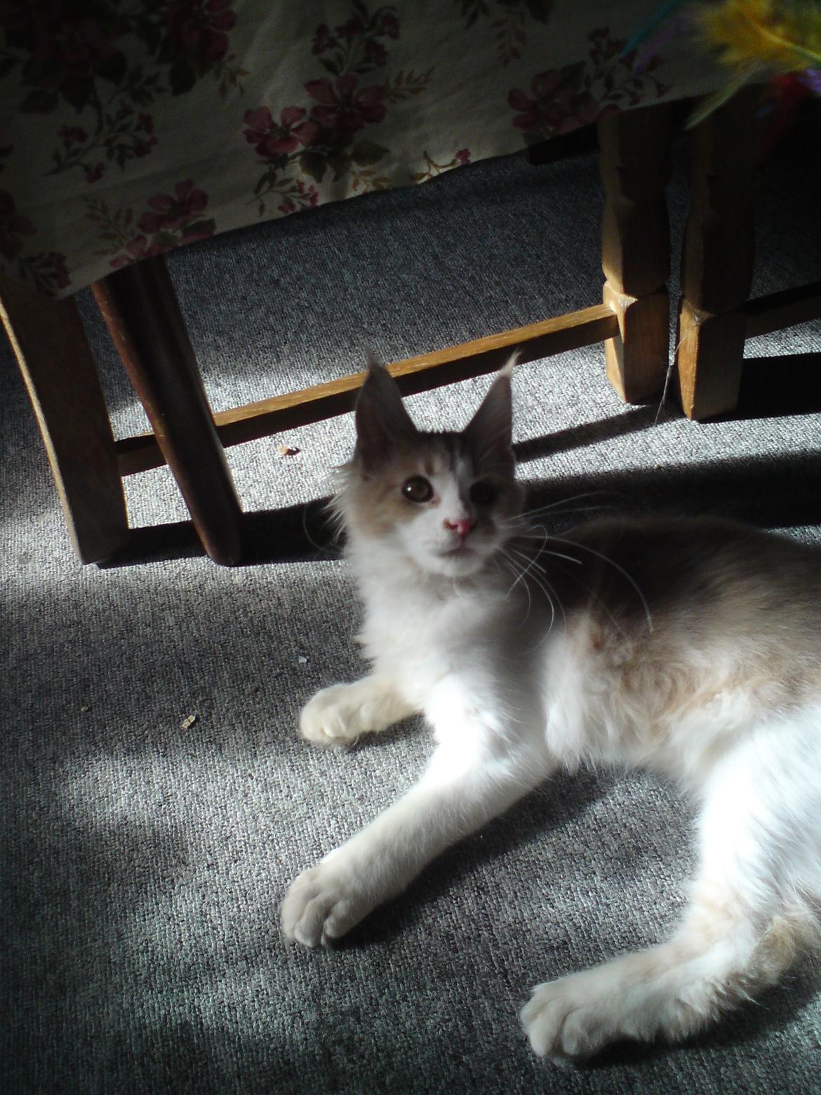 Maine Coon Laban - Da jeg havde vundet mig til hjemmet på Bornholm - store øre og meget laaaange ben.  billede 1