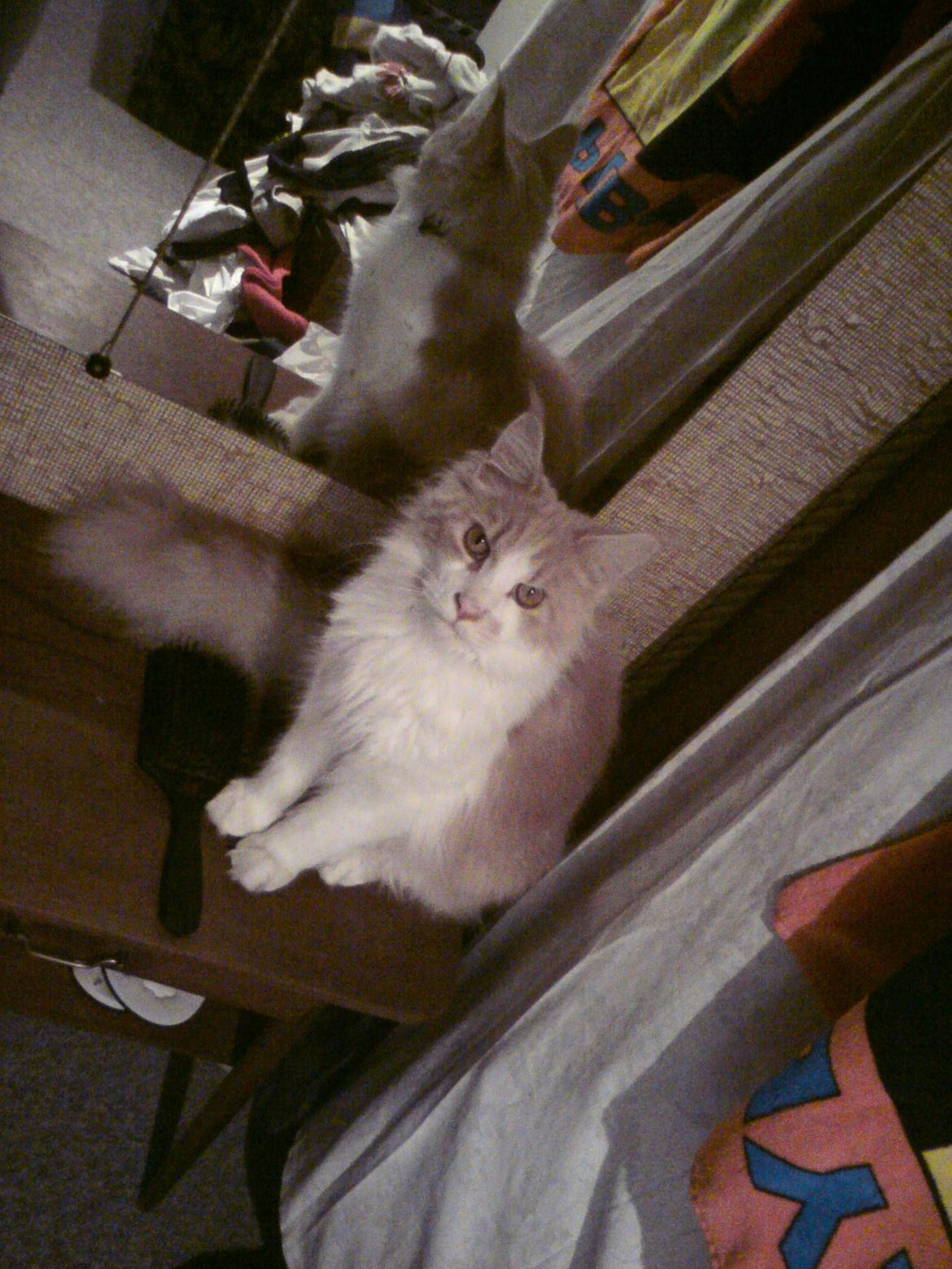 Maine Coon Laban - Lidt over ét år gammel!  billede 2