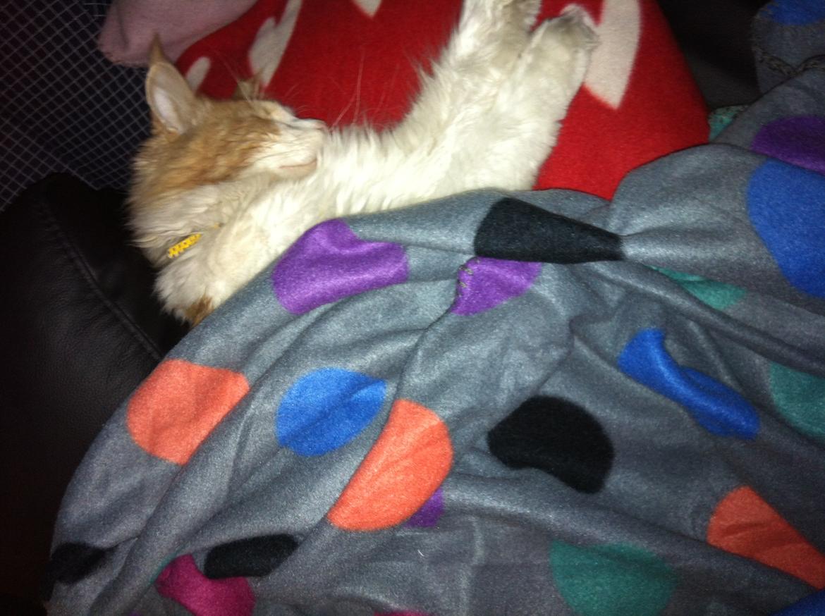 Maine Coon Laban - Hygge med tæppe eller dyne, er lige mig! billede 4