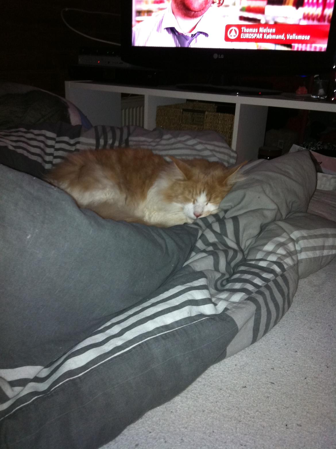 Maine Coon Laban - Her ligger man godt! billede 5