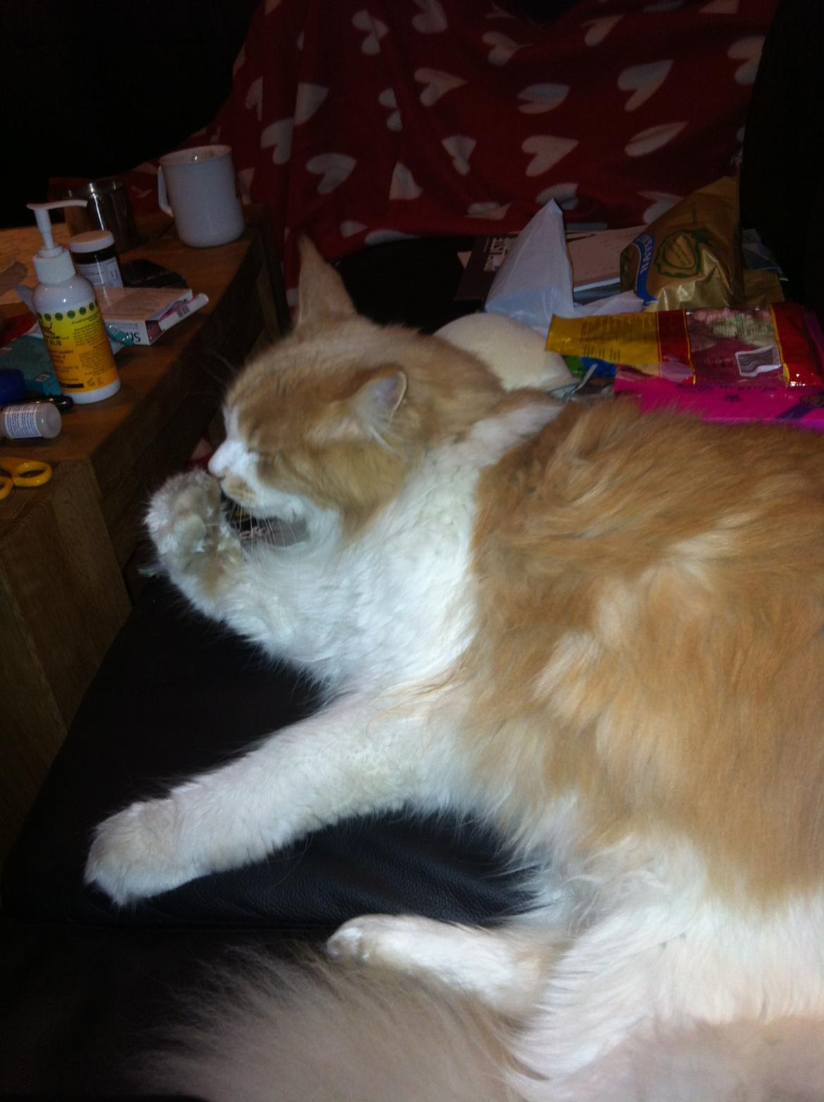 Maine Coon Laban - Må hellere se fin ud, når jeg bliver fotograferet..  billede 6